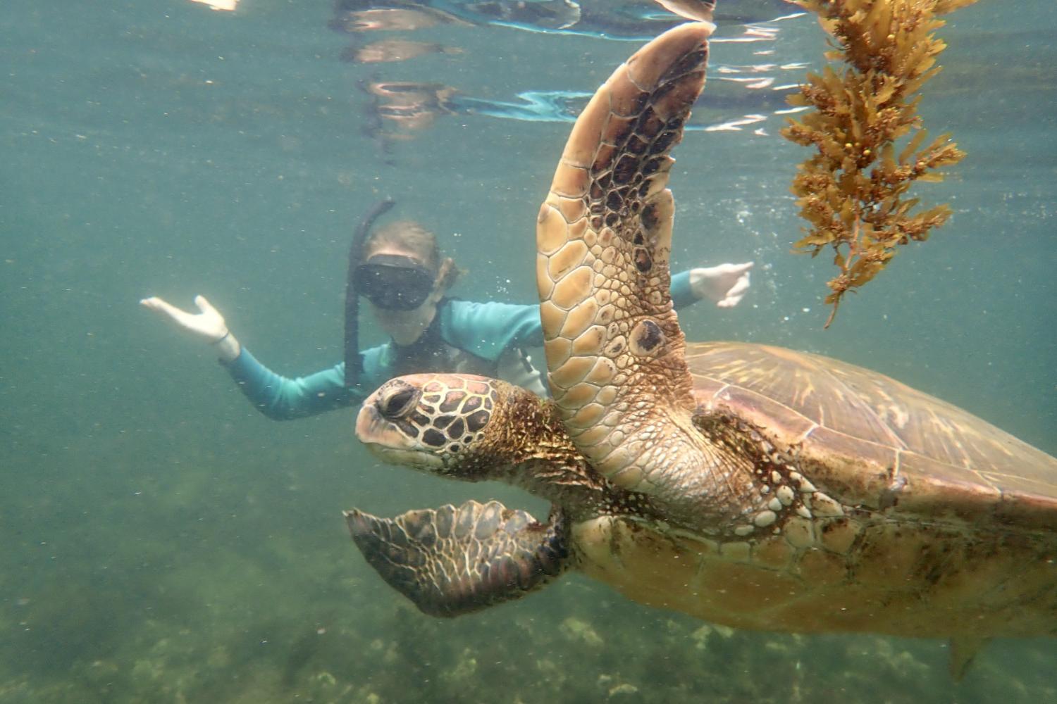 一名<a href='http://hfwf.ngskmc-eis.net'>全球十大赌钱排行app</a>学生在Galápagos群岛游学途中与一只巨龟游泳.
